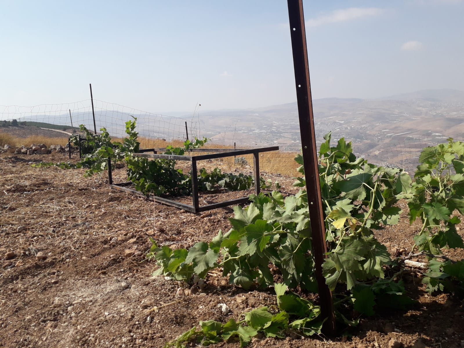 Ido Vineyard Elon Moreh